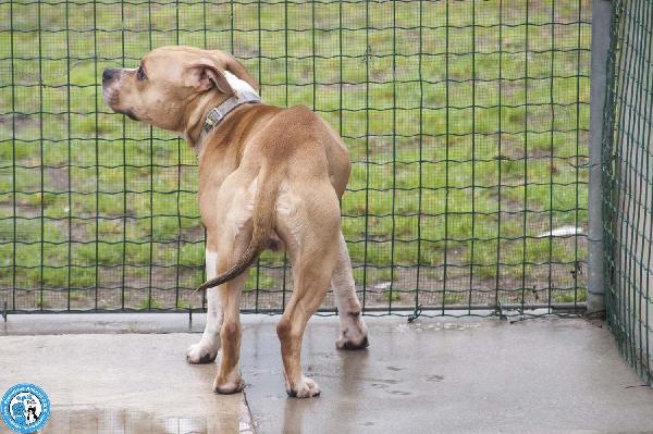 Tuono: un gentilcane in abito da bullo Foto 3